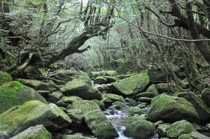 4. Yakushima: Hutan Purba dan Keanekaragaman Hayati